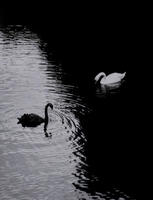 الصورة الرمزية وردة..