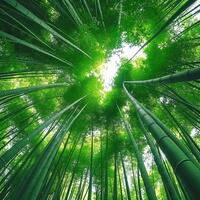 الصورة الرمزية ساق البامبو