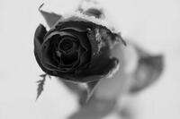 الصورة الرمزية H.Majed