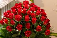 الصورة الرمزية red rose