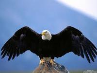 الصورة الرمزية Eagle eyes