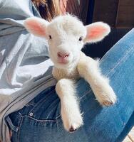 الصورة الرمزية Ѽ صافية