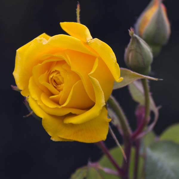 9347.yellow-rose-by-pilar-aza__a.jpg‏