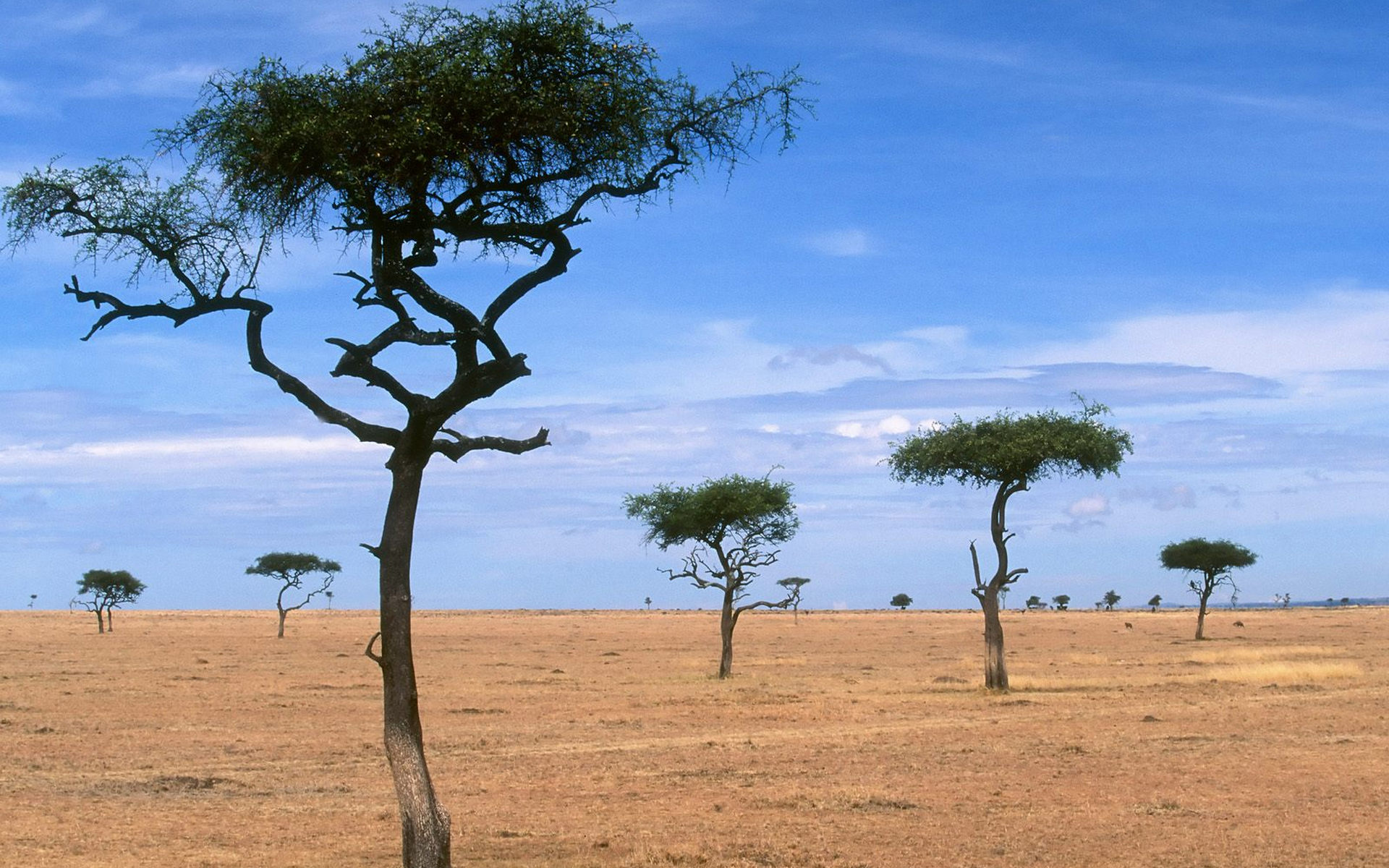 картинки деревьев африки