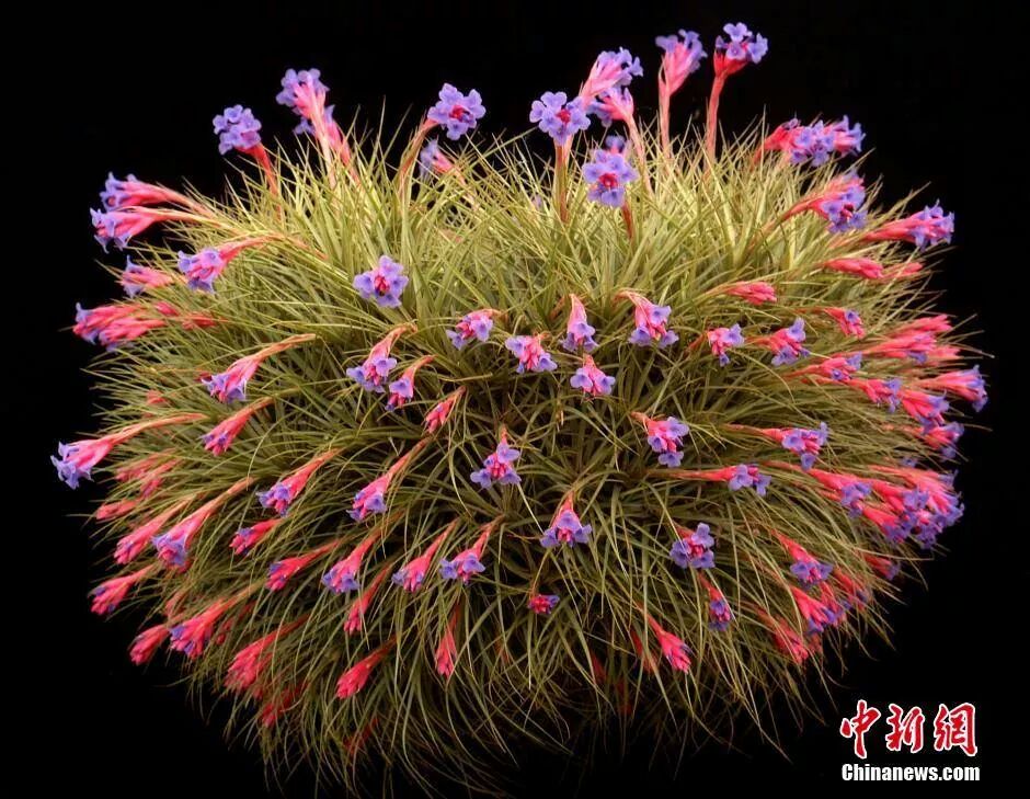 نباتات صينية تنمو في الهواء بدون تربة.  10289.img_90040647610710