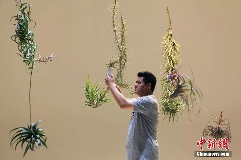 نباتات صينية تنمو في الهواء بدون تربة.  10289.img_90059422831593