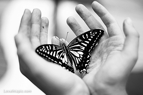 ابيض واسود - صفحة 25 11201-black-and-white-butterfly