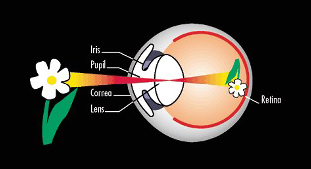 Image result for ‫تصاویر متحرک ساختار چشم‬‎