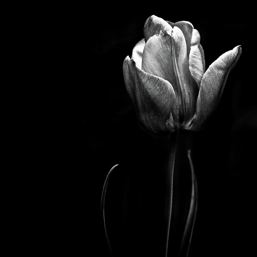 ابيض واسود - صفحة 20 A-tulip-posing-photo-by-alan-shapiro