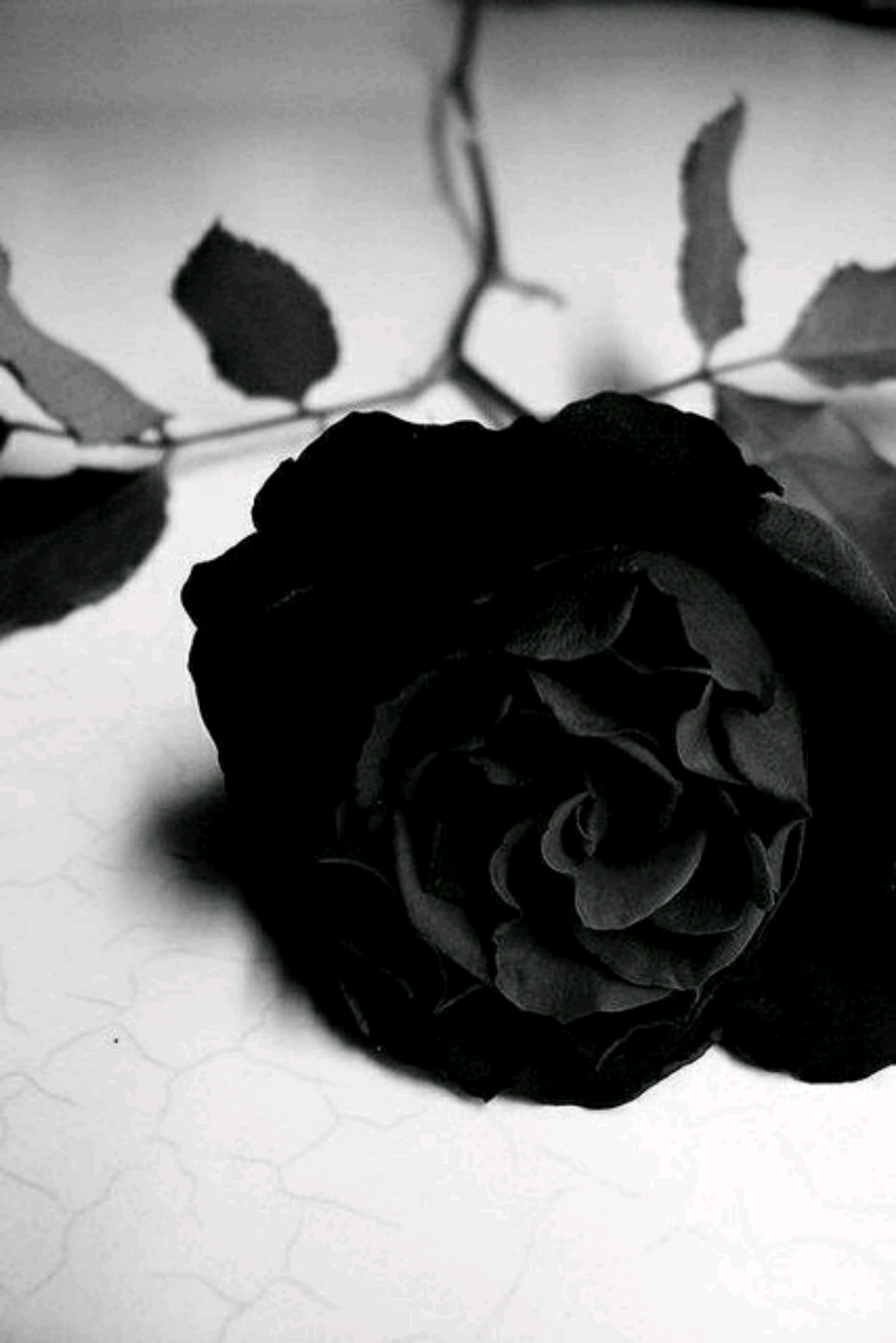 Чёрные розы на белом снегу
