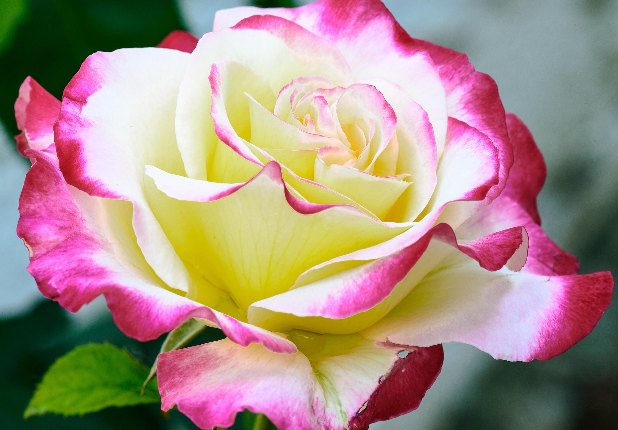 أجمل صور وخلفيات الورد الجوري من تجميعي 2015 _ Flower wallpapers HD
