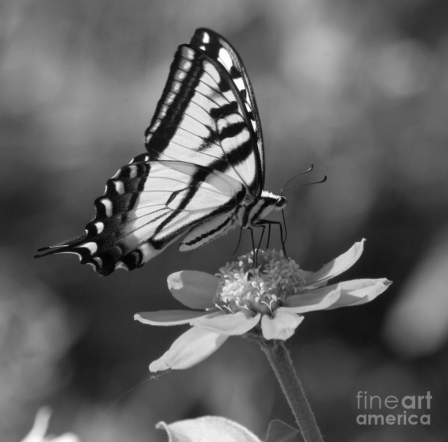 ابيض واسود - صفحة 100 59966.1-black-and-white-butterfly-on-zinnia-emily-bush