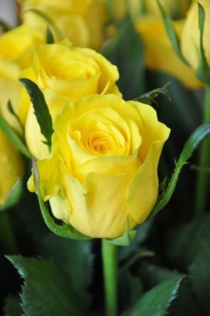    yellow flowers 49001.086b1445767eb8