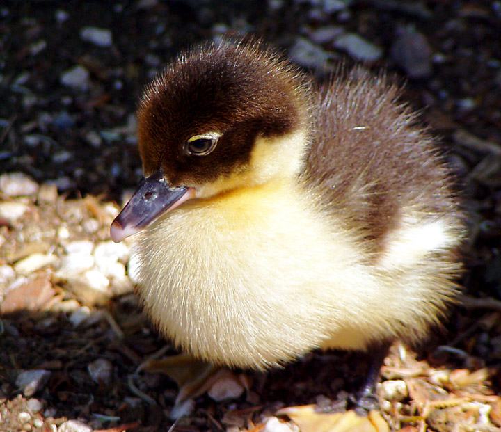 سجل حضورك بصورة طائر - صفحة 22 49001.baby_duck