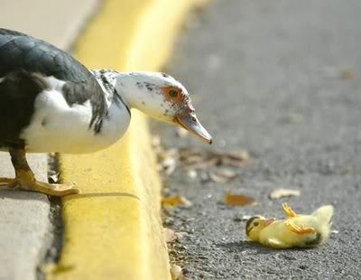 سجل حضورك بصورة طائر - صفحة 21 49001.cute-baby-duck