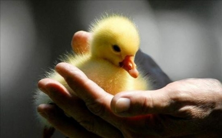 سجل حضورك بصورة طائر - صفحة 22 49001.duck-baby-cute-image