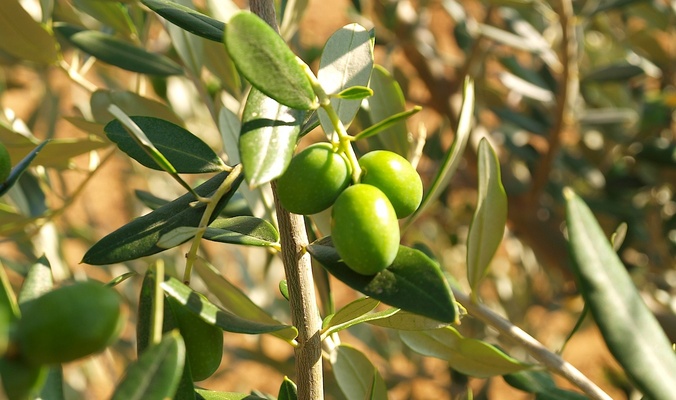 فوائد علاجية مذهلة لأوراق شجرة الزيتون منتديات درر العراق