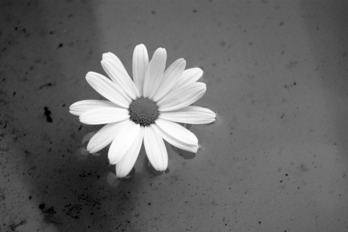 ابيض واسود - صفحة 61 49001.black-amp-white-cute-daisy-flower-love-favim.com-3