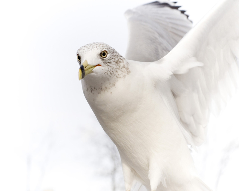 ●₪ مــــــزاجك "بصـــــورة" ₪● - صفحة 11 65325.white-dove-3