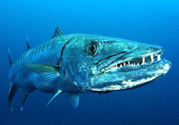 معلومات عن سمك البراكودا  28149.the-great-barracuda-a-coastal-predator-known-for-n