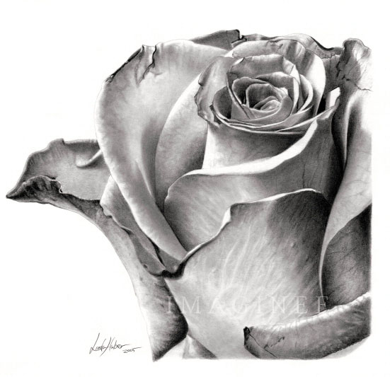 ابيض واسود - صفحة 63 45037.4-flower-drawing-rose