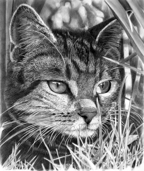 ابيض واسود - صفحة 63 45037.6-cat-drawings