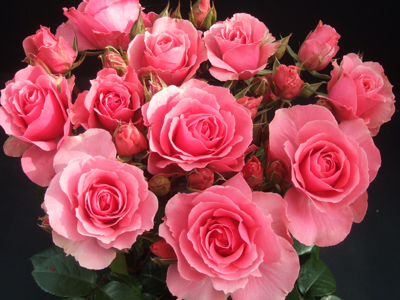 ●₪ مــــــزاجك "بصـــــورة" ₪● - صفحة 89 64702.305749-beautiful-roses