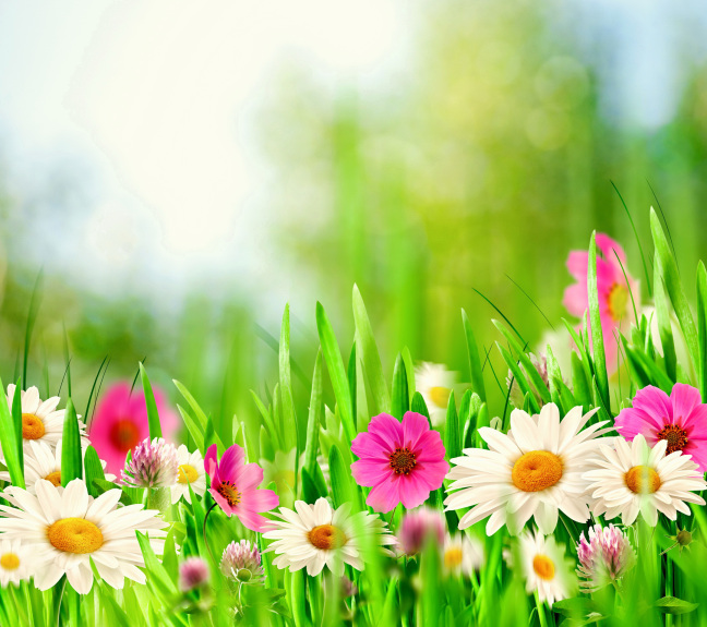 ●₪ مــــــزاجك "بصـــــورة" ₪● - صفحة 89 64702.spring-meadow-hd-hd-samsung-galaxy-s5-wallpapers-f59