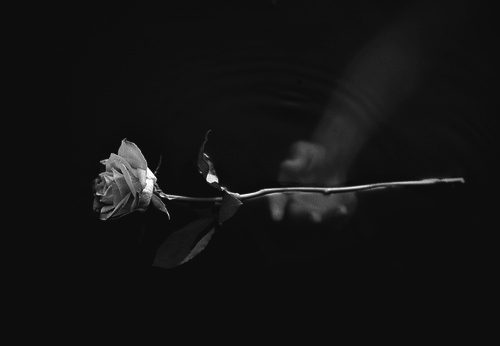 ابيض واسود - صفحة 73 49001.beautiful-black-and-white-flower-lovely-photograph