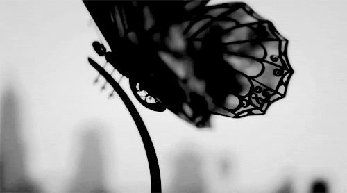 ابيض واسود - صفحة 48 84284.86960-black-butterfly