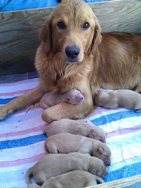 الأمومة عند الكلاب ! 61443.fb_img_1464136374359