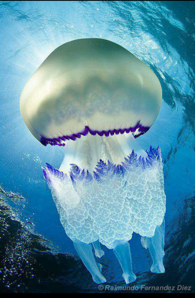 Медуза корнерот (Rhizostoma Pulmo)