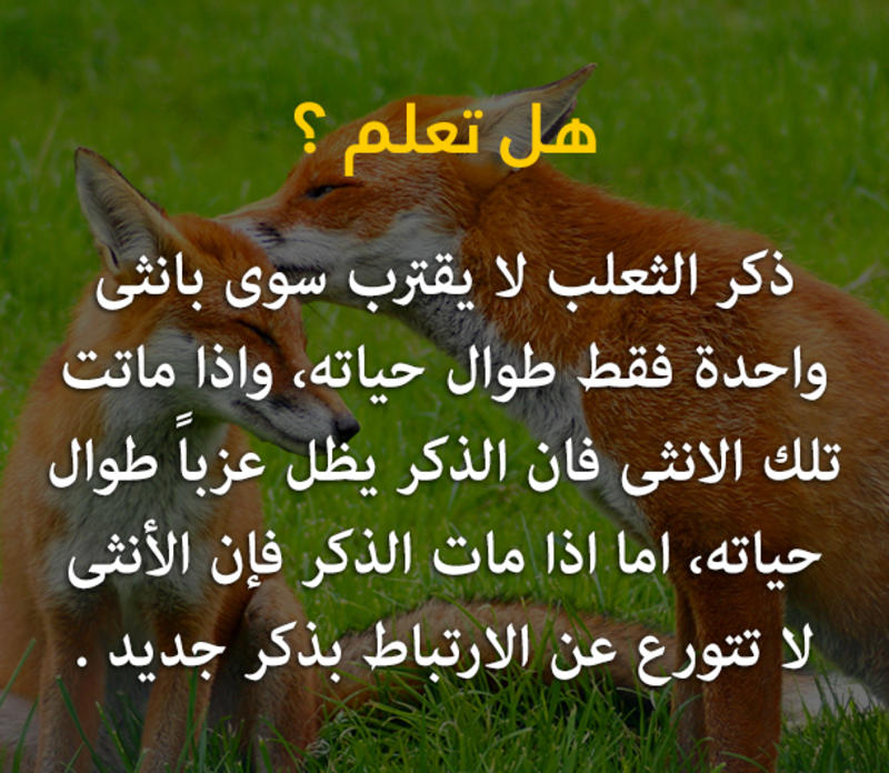 معلومات ثقافية عامة - صفحة 34 90439.10985963_10152780132585770_6661664242868079905_n