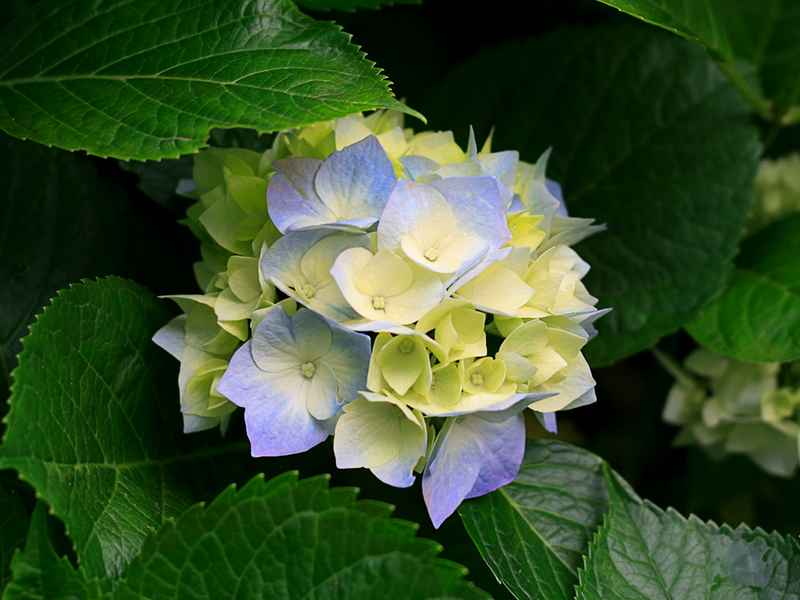 بستان ورد المصــــــــراوية - صفحة 80 92213.hydrangeas