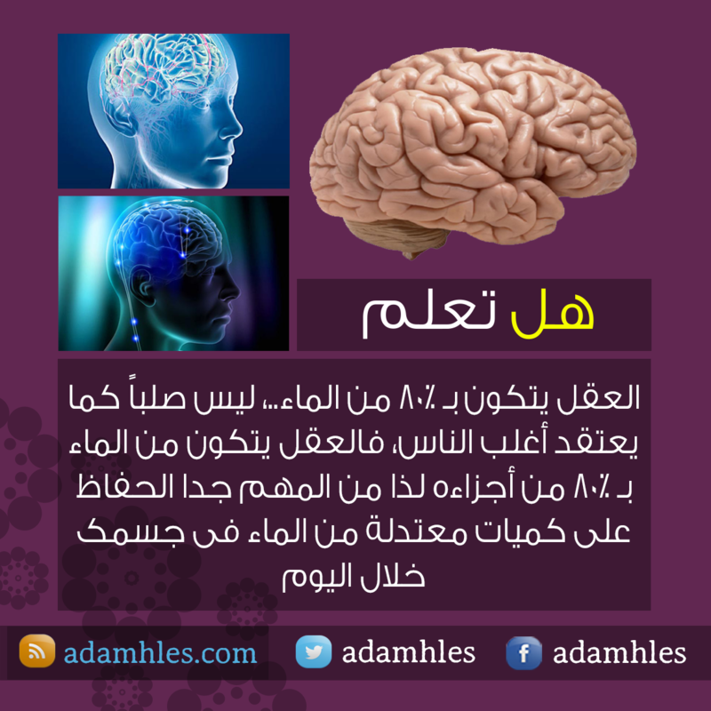 معلومات ثقافية عامة - صفحة 29 91793.hl_t3lm_2