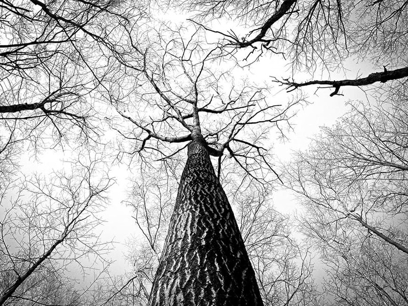 ابيض واسود - صفحة 18 58562.black-and-white-branches-tree-high