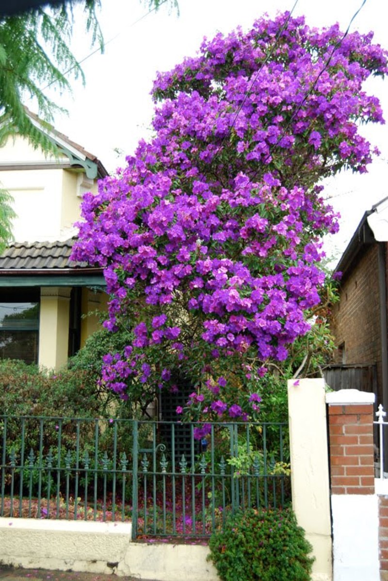 بستان ورد المصــــــــراوية - صفحة 88 94663.2_local_tibouchina