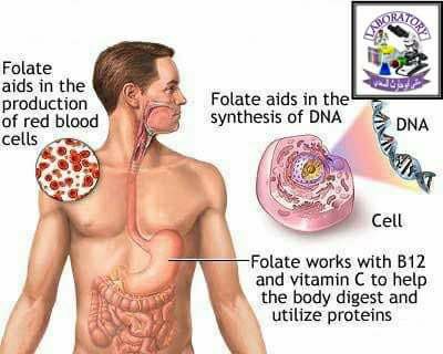 فقر الدم الناتج عن نقص حامض الفوليك .. Folic acid 8268.img_2219.jpg