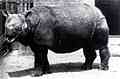 هل تعلم : - صفحة 72 104289.qlow-120px-rhinoceros_sondaicus_in_london_zoo