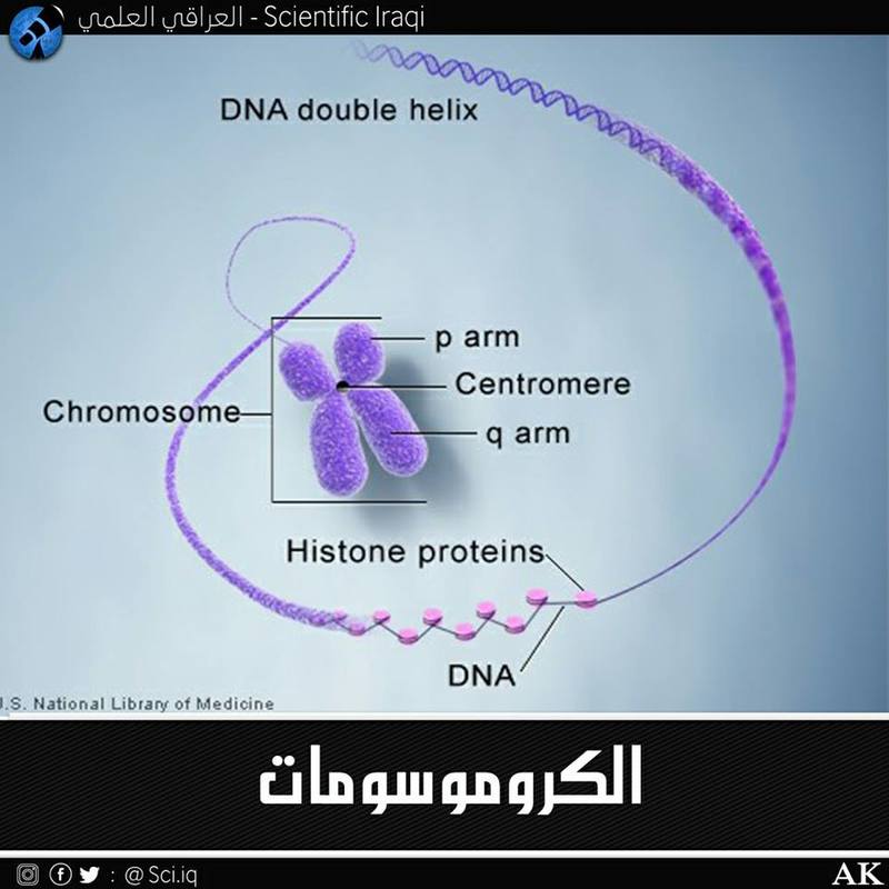  معلومات : تعرف عن الكروموسومات بشكلٍ عام  68621.22788988_1583566635033955_2890295558418141930_n