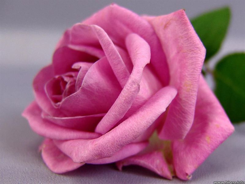 ●₪ مــــــزاجك "بصـــــورة" ₪● - صفحة 67 28149.pink_rose_wallpapers__8_