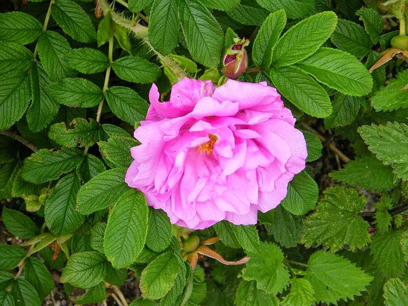 بستان ورد المصــــــــراوية - صفحة 8 108362.27._roses_on_the_beach_