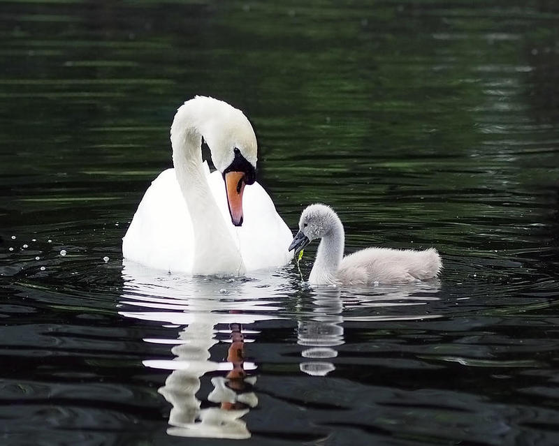 ●₪ مــــــزاجك "بصـــــورة" ₪● - صفحة 57 85388.lunchtime-for-swan-and-cygnet-rona-black