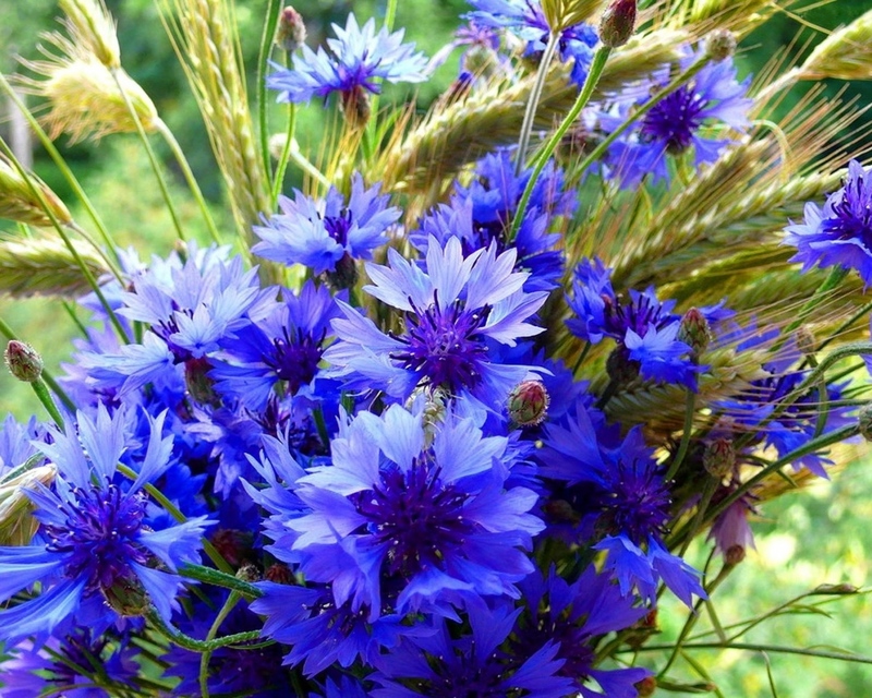 ●₪ مــــــزاجك "بصـــــورة" ₪● - صفحة 7 58562.cornflowers_spikelets_bouquet_summer_64773_1280x10