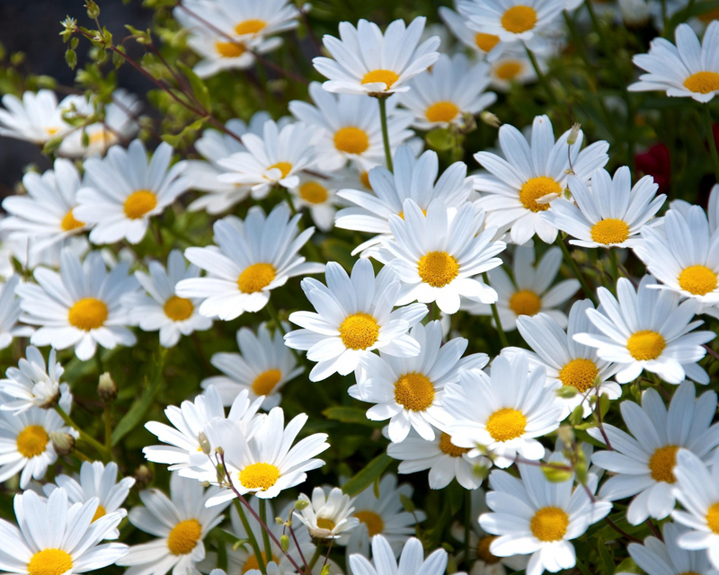 ●₪ مــــــزاجك "بصـــــورة" ₪● - صفحة 6 58562.daisies_white_meadow_summer_mood_64786_1280x1024