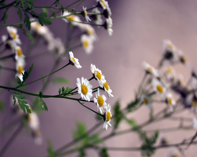 ●₪ مــــــزاجك "بصـــــورة" ₪● - صفحة 5 58562.flowers_daisies_blurring_95596_1280x1024