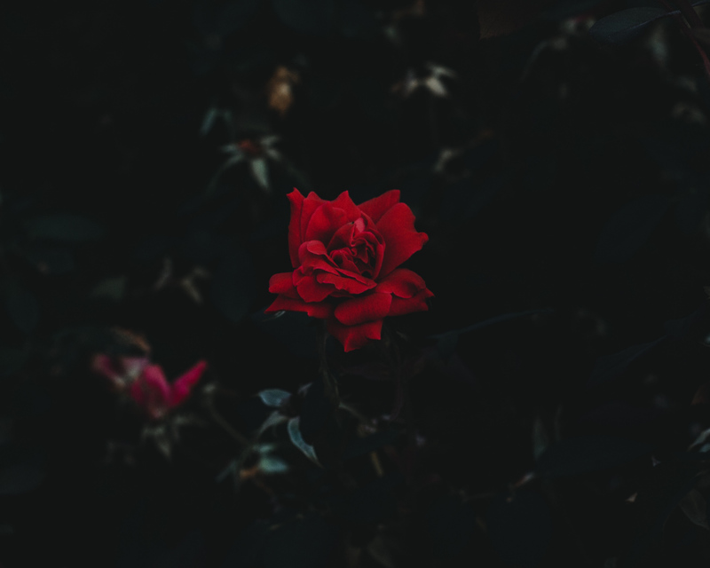 ●₪ مــــــزاجك "بصـــــورة" ₪● - صفحة 6 58562.rose_bud_flower_dark_background_118241_1280x1024