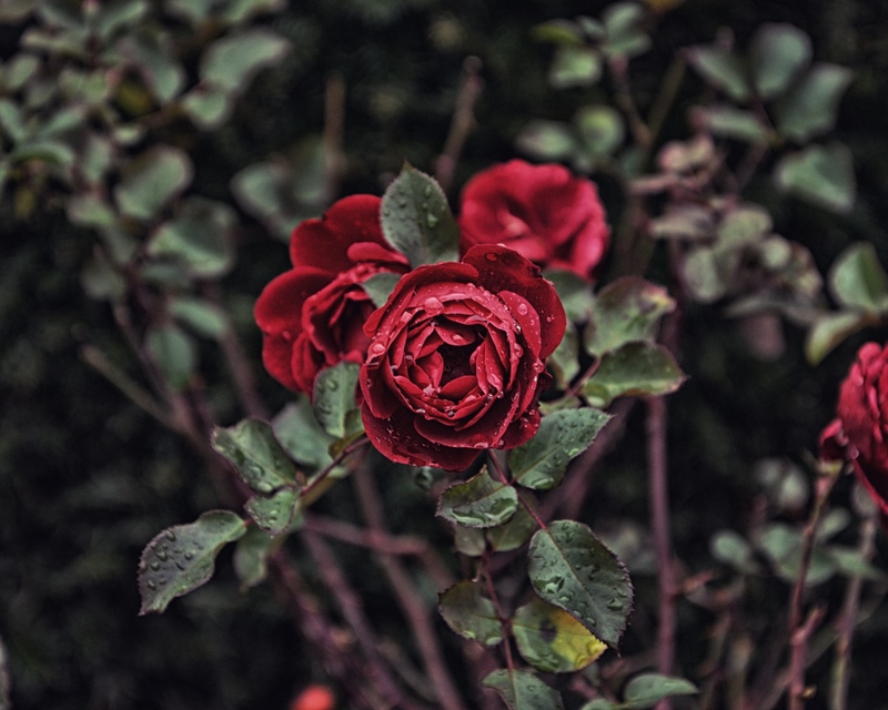 ●₪ مــــــزاجك "بصـــــورة" ₪● - صفحة 7 58562.rose_drops_bud_bush_blur_118639_1280x1024