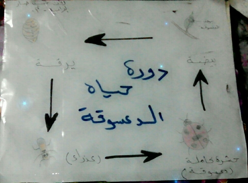 دورة حياة الدعسوقة رسم توضيحي للصف الرابع الابتدائي - منتديات درر العراق