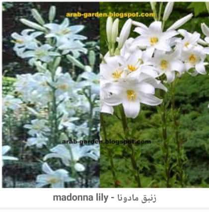 زنبق مادونا - madonna lily 19331.fb_img_1537180291258